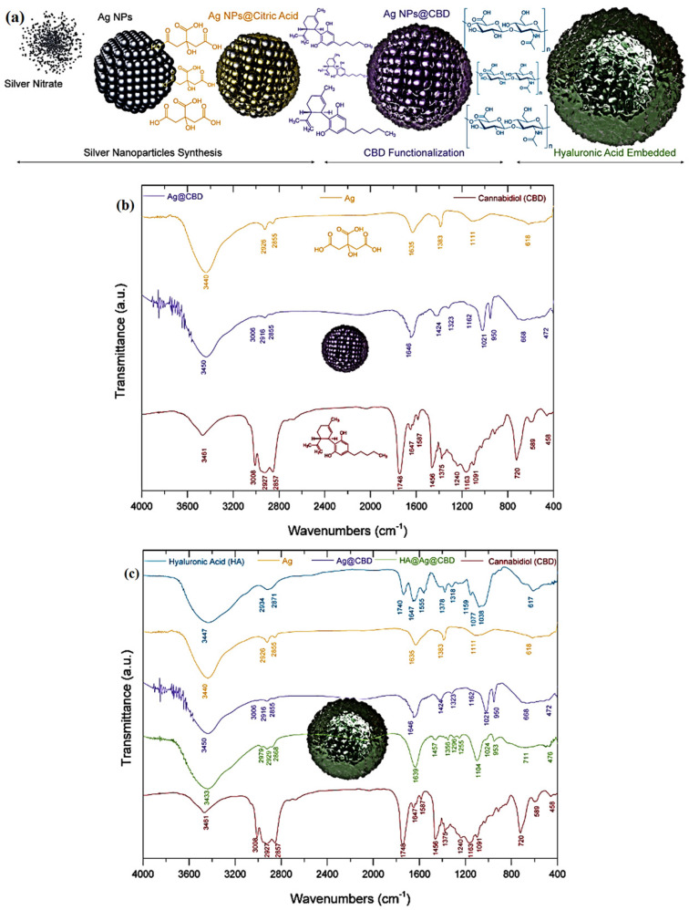 Schematic representation of the experimental protocol for the preparation of the new hybrid gel formulation: (a) superimposed FTIR spectra (from top to bottom) of colloidal Ag, Ag-CBD, and CBD, (b) and superimposed FTIR spectra (from top to bottom) of HA gel (HA–poloxamer) matrix, colloidal Ag, CBD, Ag-CBD, and HA-Ag-CBD, (c) highlighting the successful process of obtaining the hybrid nanocomposite. Ag: Silver; CBD: Cannabidiol; FTIR: Fourier-transform infrared; HA: Hyaluronic acid.