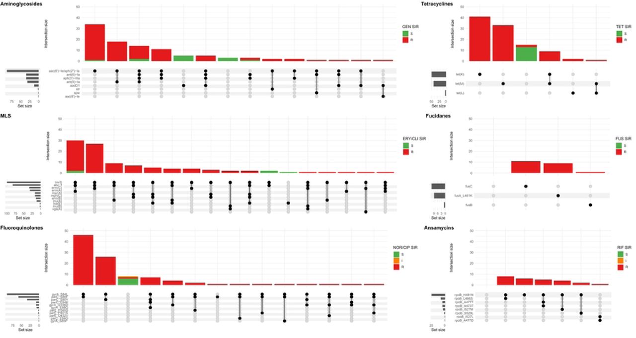 Upset plot showing all combinations AMR genes and mutations (set) associated with the major antibiotic groups in sequenced MDR-MRSA strains.The major antibiotic groups include aminoglycosides, tetracyclines, macrolide, lincosamide and streptogramin (MLS), fucidanes, fluoroquinolones and ansamycins. Strains (intersection) are colored according AST, interpreted as resistant (R), susceptible with increased exposure (I) or susceptible (S) towards the specific antibiotic(s) tested in each group: GEN, gentamicin; TET, tetracycline; ERY, erythromycin; CLI, clindamycin; FUS, fusidic acid, NOR, norfloxacin; CIP, ciprofloxacin; RIF, rifampicin.