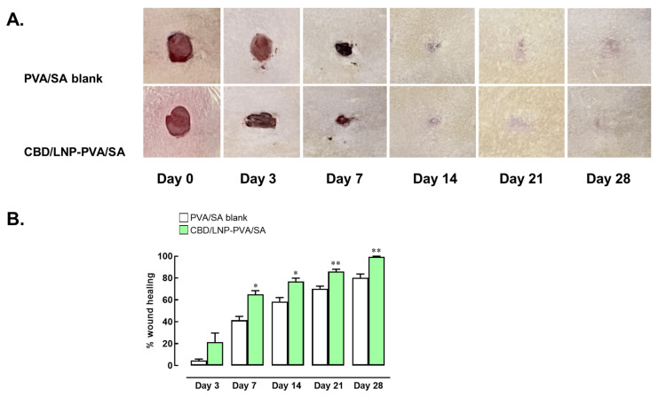 Effects of cannabidiol-loaded lipid nanoparticles incorporated in polyvinyl alcohol and sodium alginate (CBD/LNP-PVA/SA) hydrogel scaffold on wound healing in rat skin. (A) Time-dependent progression of wound closure in rats treated with PVA/SA hydrogel (Blank) and CBD/LNP-PVA/SA hydrogel. (B) Percentage of wound area contraction calculated on days 3, 7, 14, 21, and 28 post-treatment. Data are expressed as mean ± SEM (n = 3 per time point). * p < 0.05 and ** p < 0.01 compared to the blank group on the respective day.