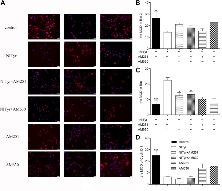 AM630 attenuated the effect of NITyr on Bax expression. (A) Immunofluorescence assay detected the expression of Bcl-2, Bax, and cyclin D1 proteins. (B) The immunofluorescence images of Bcl-2 were statistically analyzed (C) The immunofluorescence images of Bax were statistically analyzed. (D) The immunofluorescence images of cyclin D1 were statistically analyzed. The above experiment was conducted at least three times. *p < 0.05, **p < 0.01, and ***p < 0.001 compared with the control group.