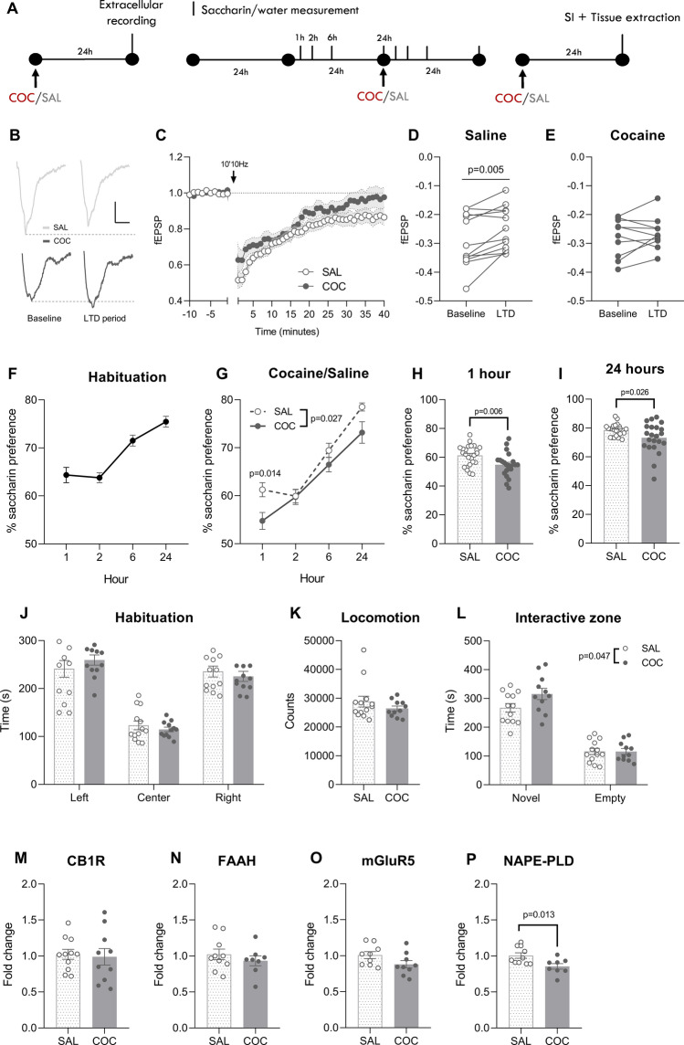 Single cocaine (20 mg/kg) exposure perturbates NAc core plasticity, related behaviors and NAPE-PDL gene expression. (A) Mice were treated with cocaine/saline and 24 h later were tested for eCB-LTD in the NAc, saccharin preference, and social behavior and gene expression levels. (B) Representative traces during baselyne (− 10–0 min) and LTD expression period (30–40 min). Scale: 0.1 mV, 5 ms. (C) Average time courses of eCB-LTD 24 h after receiving either saline (n = 12) or cocaine (n = 10). (D) fECSP during baseline and LTD expression period in saline and (E) cocaine groups. (F) Preference for saccharin measured for 24 h following cocaine/saline administration. During the habituation day and the test day, the measurements were performed at 1, 2, 6 and 24 h. (G) Cocaine administration decreased preference for saccharin during the following day, especially after (H) 1 and (I) 24 h (SAL n = 24, COC n = 22). (J) Time spent in each compartment during the habituation phase in the three-chamber social interaction test. Mice did show preference for the left/right compartment (SAL n = 13, COC n = 12). (K) Cocaine-treated mice did not differ in their locomotor activity during the habituation phase. (L) Time spent in the interactive zones surrounding the novel mouse or the empty holder during the sociability phase. Cocaine-treated mice showed an increase in social interaction. (M) Gene expression levels of CB1R, (N) FAAH, (O) mGluR5 and (P) NAPE-PLD in the vSTR of saline- (n = 9–11) and cocaine-treated (n = 8–10) after the social interaction test. SAL: saline, COC: cocaine, SI: social interaction, LTD: long term depression, fEPSP: field postsynaptic excitatory potential, CB1R: cannabinoid receptor 1, FAAH: fatty acid amide hydrolase, mGluR5: metabotropic glutamate receptor 5, NAPE:PLD: N-acylphosphatidylethanolamine-specific phospholipase D.