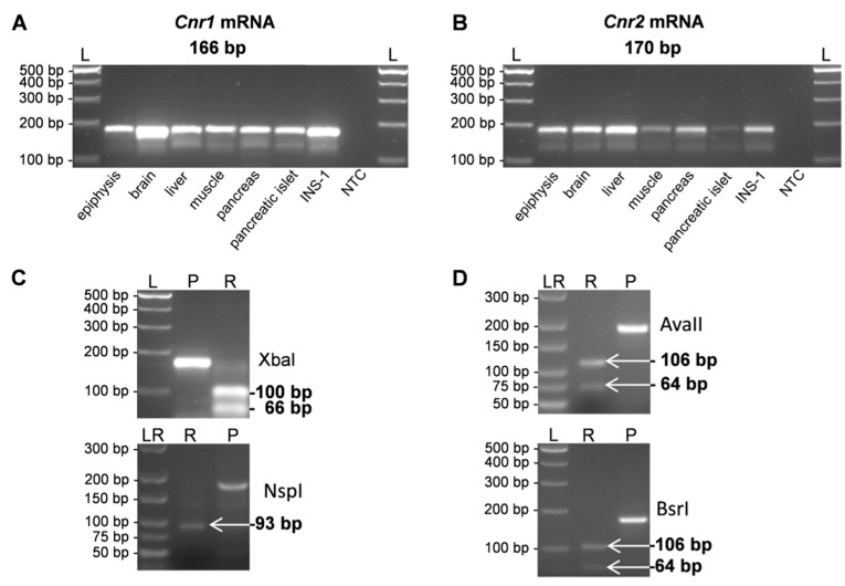 (A,B) RT-PCR products of cannabinoid receptors after gel-electrophoretic separation on 3% agarose gels, providing evidence that the transcripts were present in different organs. Molecular sizes of the respective PCR products Cnr1 (A) and Cnr2 (B) are indicated relative to a molecular size standard (L); (C) Restriction digestion of the receptor transcript Cnr1 (P) using the restriction enzyme Xbal shows the predicted restriction fragments of 100 bp and 66 bp (R). After application of the restriction enzyme NspI a fragment with the predicted length of 93 bp becomes visible (R). Please note that smaller fragments (14 bp, 22 bp, and 37 bp) are not seen; (D) Restriction fragments of the Cnr2 receptor product (P) after incubation with the restriction enzymes AvaII or BsrI predicted lengths of 64 bp und 106 bp (R) are detected, respectively. NTC, non-template control; L, 100-bp ladder; LR, low range ladder.