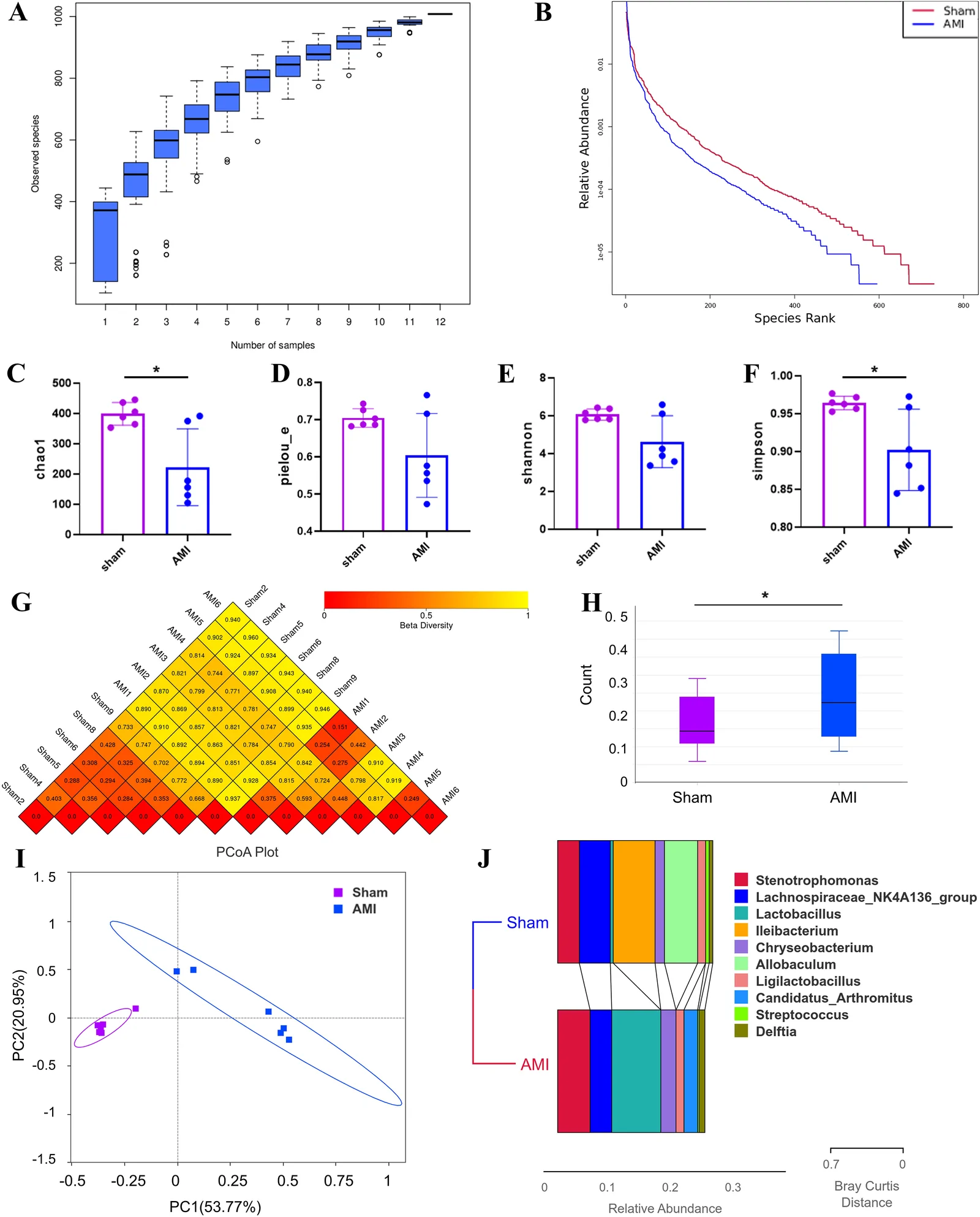 Nine-panel scientific figure compares microbiome diversity and composition between Sham and AMI groups using several analysis methods. Panel A shows boxplots of observed species increasing by sample number. Panel B is a rank abundance curve for both groups, with Sham generally higher. Panels C–F are bar graphs summarizing diversity indices (chao1, pielou_e, shannon, simpson), showing lower chao1 and simpson values in AMI, marked by asterisks. Panel G displays a heatmap of pairwise beta diversity values shaded from yellow to red. Panel H boxplot shows higher counts in AMI. Panel I is a PCoA plot displaying separation between Sham and AMI samples. Panel J is a stacked bar chart of bacterial genera, indicating differences in relative abundance between groups.