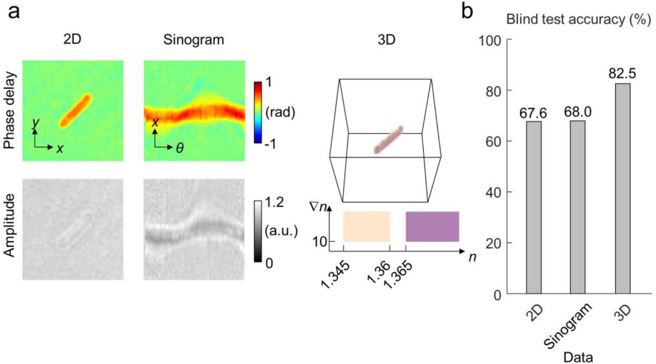 Comparison between three-dimensional (3D) and two-dimensional (2D) quantitative phase imaging (QPI) in image-based species identification.(A) Three types of QPI data are compared in the task of image-based species identification. A 2D QPI data consists of light phase delay and amplitude in a perpendicular illumination angle. A sinogram of 2D QPI data consists of light phase delay and amplitude in 49 illumination angles. The 3D QPI data refers to the 3D refractive index tomogram acquired from the 2D QPI sinogram. (B) The 3D QPI outperforms the 2D QPI and sinogram by a significant margin.