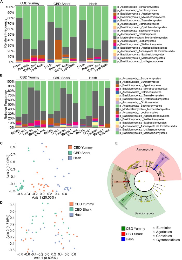 Intra- and inter-cultivar differences in the fungal microbiome of cannabis along spatio-temporal lines. (A) Bar plot of the relative frequency of fungal taxa at the phylum and class level in the three chemotypes studied (CBD Yummy, n = 130; CBD Shark, n = 130; Hash, n = 130) at different growth stages (Prop = Propagation; Pre-veg = Pre-vegetative; Early flow = Early flowering; Late flow = Late flowering) and (B) for different plant parts (Rhizo = Rhizosphere; Endo = Endorhizosphere; Sweet l = Sweet leaves; Inflores = Inflorescence). Statistically significant differences in taxa between groups were measured using ANCOM. (C) PcoA plot representative of inter-cultivar beta-diversity utilizing Bray–Curtis dissimilarity (PERMANOVA: R2 = 0.22, p = 0.001) and (D) Jaccard similarity among samples (PERMANOVA: R2 = 0.058, p = 0.001). Each point represents a sample (CBD Yummy, n = 70; CBD Shark, n = 70; Hash, n = 70). (E) Taxonomic cladogram obtained from LEfSe analysis showing belowground fungal taxa that are differentially abundant between cultivars at the late flowering stage. Green represents an increased abundance in CBD Yummy, red an increased abundance in CBD Shark and blue an increased abundance in Hash chemotype.