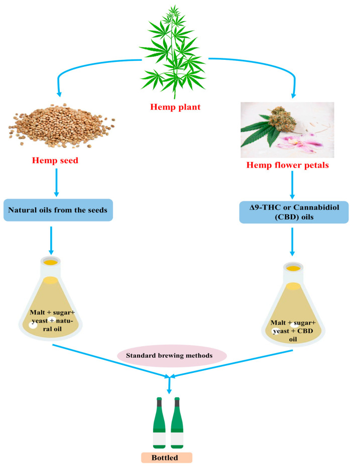 Hemp beer and cannabis-infused beer preparation.