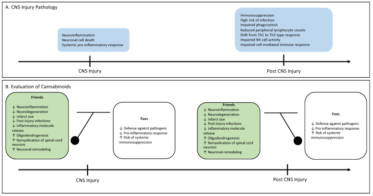 (A) A summary of the progression of CNS injury from local inflammation to systemic immunosuppression. (B) A pendulum that swings between the benefits and harms of cannabinoid therapy across time.
