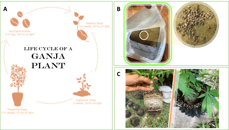 Ganja life cycle (A), sprouting cannabis seed (B), and vegetative stage of young cannabis plant (C) (Mediavilla et al. 1998)