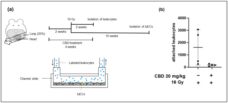 Leukocytes were isolated and cryopreserved from spleens of C57BL/6 mice 2 weeks after partial irradiation of the lungs (20% of lung volume). (a) Lung ECs (luECs in vivo) were isolated 10 weeks after partial irradiation of the lung by a CD31+ selection. Primary lung ECs (luECs in vivo) were cultured in channel slides until confluency was reached and perfused with thawed CFDA-labelled leukocytes (stimulated with IL-2 (100 IU/mL) and Hsp70-peptide TKD (2 µg/mL) for 4–5 days) from the matching treatment group for 30 min. (b) Attached leukocytes were counted based on fluorescent CFDA signal; n = 4; mean numbers of attached leukocytes ± SD.