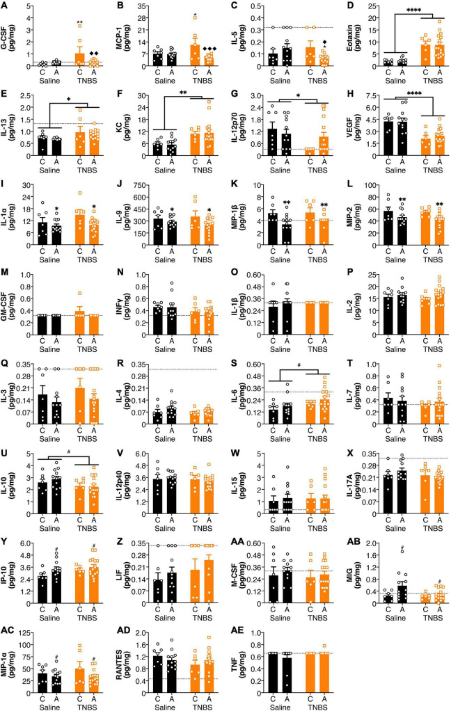 FAAH SNP altered colitis-induced changes in amygdala cytokines and chemokines. Having an A allele mitigated colitis induced increases in (A) G-CSF, (B) MCP-1, and (C) IL-5. Colitis increased levels (D) Eotaxin, (E) IL-13, and (F) KC and reduced levels of (G) IL-12p70 and (H) VEGF. Possessing an A allele led to lower levels of (I) IL-1α, (J) IL-9, (K) MIP-1β, and (L) MIP-2. There were no significant changes in (M) GM-CSF, (N) INFγ, (O) IL-1β, (P) IL-2, (Q) IL-3, (R) IL-4, (S) IL-6, (T) IL-7, (U) IL-10, (V) IL-12p40, (W) IL-15, (X) IL-17A, (Y) IP-10, (Z) LIF, (AA) M-CSF, (AB) MIG, (AC) MIP-1α, (AD) RANTES, and (AE) TNF. n = 5–16/group. p < 0.05, p < 0.01, saline vs. TNBS of same genotype. ◆p < 0.05, ◆◆p < 0.01, ◆◆◆p < 0.001, C vs. A of same condition (saline or TNBS). #p < 0.1, ∗p < 0.05, ∗∗p < 0.01, ∗∗∗∗p < 0.0001 main effect of colitis (lines) or genotype (symbols above bars). Saline = left pair, black bars with circles. TNBS = right pair, orange bars with squares. In each pair, the left bar is the C allele group (CC genotype) and the right bar is the A allele group (AC/AA genotypes). Dotted lines indicate minimal detection threshold for the analyte and was included in graphs where values were below threshold or the threshold value was used.