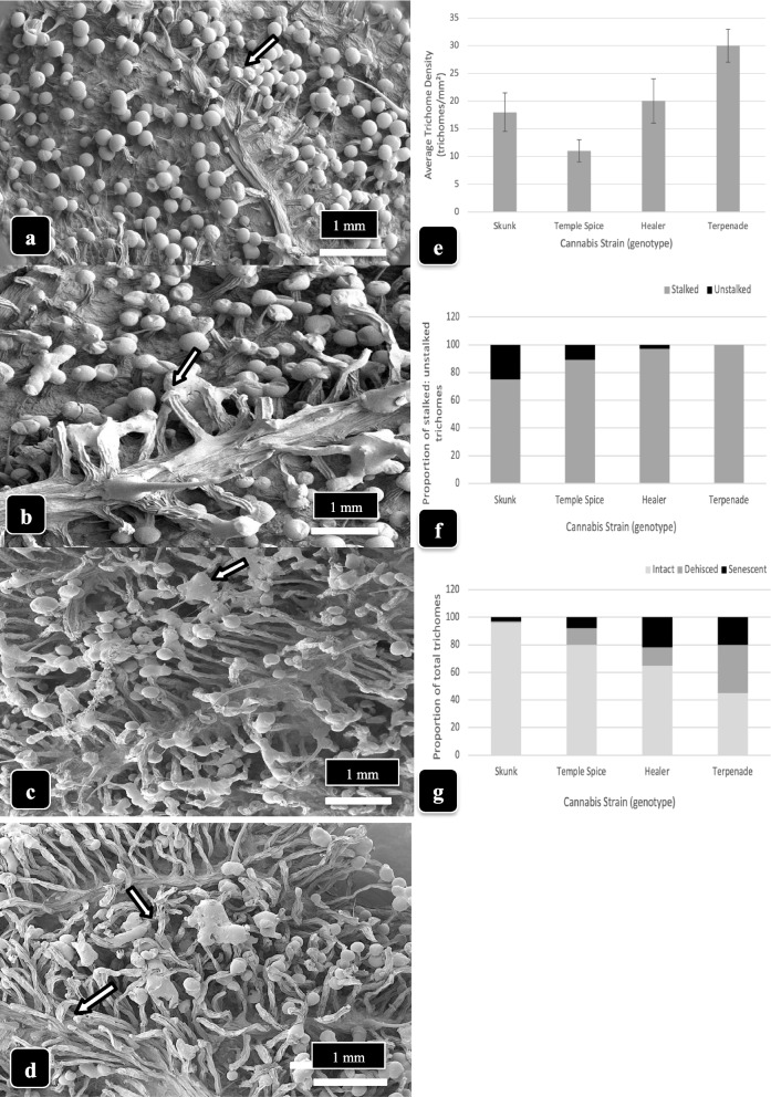 A comparison of capitate trichome density and maturation in four cannabis genotypes that have undergone the post-harvest drying process. All samples were hand-trimmed and images were obtained at the same magnification. Data were recorded from 25 trichomes in three replicate samples (n=75). a Genotype ‘Skunk’. Glandular heads are fully formed, trichome stalks are short, and no resin is released (arrow). b Genotype ‘Temple Spice’. Trichome stalks are intermediate in length and heads are releasing resin (arrow). c Genotype ‘Healer’. Trichome stalks are long, most have secreted resin (arrow). d Genotype ‘Terpenade’. Trichome stalks are long, many glandular heads have released resin, and many heads have detached. e Comparison of trichome density in four cannabis genotypes based on data collected directly from SEM images. Standard errors of the means are shown. f Comparison of the proportion of stalked:unstalked trichomes in four genotypes. g Comparison of the proportion of dehisced and senescent trichomes in four genotypes