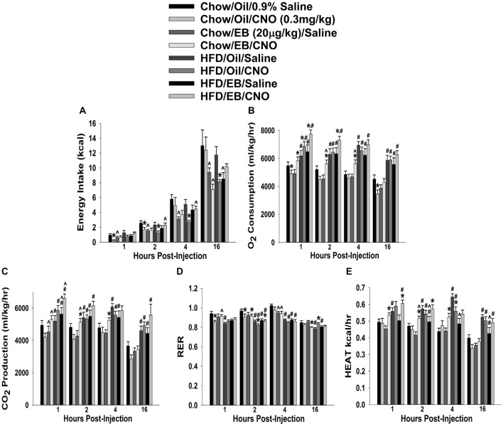 Chemostimulation of VMN SF-1 neurons in ovariectomized NR5A1-cre mice alters cumulative energy intake (A), O2 consumption (B), CO2 production (C), RER (D) and metabolic heat production (E) in an EB- and diet-sensitive manner. CNO (0.3 mg/kg) significantly decreased energy intake in chow-fed oil-treated animals, and to a larger extent in HFD-fed animals. It also increased energy expenditure in chow- and HFD-fed, EB-treated animals. Bars represent means and lines 1 SEM of the cumulative food intake, O2 consumption, CO2 production, and RER seen in chow- and HFD-fed NR5A1-Cre mice treated with either CNO (0.3 mg/kg; oil/chow: n = 5; oil/HFD: n = 6; EB/chow: n = 6; EB/HFD: n = 5), or its filtered 0.9% saline vehicle (oil/chow: n = 8; oil/HFD: n = 6; EB/chow: n = 6; EB/HFD: n = 6). *P < 0.05 relative to saline-treated animals; multifactorial ANOVA/LSD; n = 5–8. #P < 0.05 relative to chow-fed animals; multifactorial ANOVA/LSD; n = 5–8. ∧P < 0.05 relative to oil-treated animals; multifactorial ANOVA/LSD.