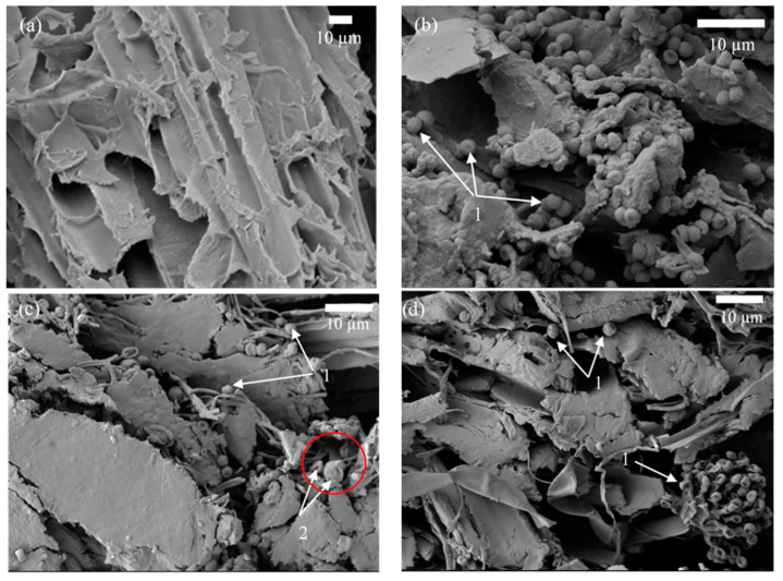 Microstructure of BcB with F composition as determined by SEM: (a) before incubation (magnification ×1000); (b) 6 months after incubation—1 mm depth of BcB (1—A. fumigatus) (magnification ×2000); (c) 6 months after incubation—2–2.5 mm depth of the BcB (1—A. fumigatus, 2—Rh. oryzae) (magnification ×1500); (d) 6 months after incubation—the middle of the BcB (1—A. fumigatus) (magnification ×1500).