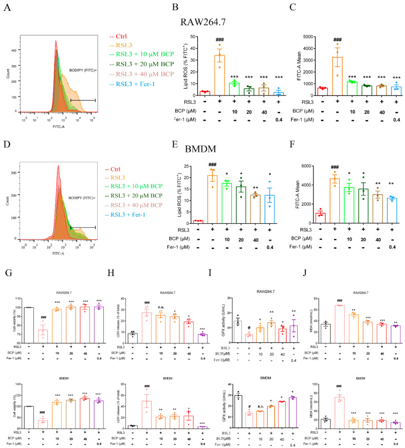 BCP exerts an inhibitory effect on RSL3-induced macrophage ferroptosis. RAW264.7 macrophages or BMDMs were treated with 500 nM RSL3 in the presence of different concentrations of BCP or 400 nM Fer-1 for 6 h. (A–F), Representative flow cytometry images, percentage of lipid ROS and fluorescence intensity showing lipid peroxidation of RAW264.7 macrophages and BMDMs after different treatments. (G), Cell viability was measured using a CCK−8 assay. (H), Release of LDH in cell supernatants was measured using LDH assay kit. (I), GPX activity was determined using GPX activity kit. (J), The concentrations of MDA were determined using TBARS assay kit. Data are presented as the mean ± S.E.M. at least three biologically independent samples. n.s., not significant, # p < 0.05, ### p < 0.001 versus control group; * p < 0.05, ** p < 0.01, *** p < 0.001 versus RSL3 treatment group. BCP, β-Caryophyllene; BMDM, bone marrow-derived macrophage; Fer−1, ferrostatin−1; GPX, glutathione peroxidase; LDH, lactate dehydrogenase; MDA, malondialdehyde; RSL3, ras-selective lethal small molecules 3.