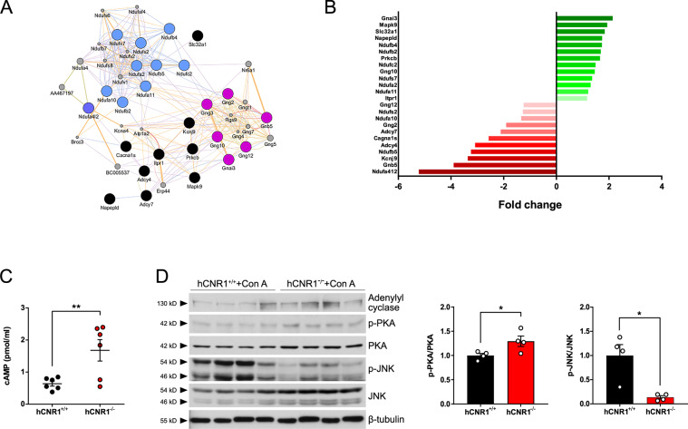 Ablation of hepatic CB1R plays a critical role in cAMP-dependent pathway to rescue liver damage.A, B Gene network of interactions between the 25 (of 139) significant genes (p < 0.05) involved in cannabinoid signaling pathway and their fold change in expression. C cAMP levels (pmol/mg) in liver. D Liver lysates were prepared and protein expression levels are expressed as a ratio of p-PKA/PKA and ratio of p-JNK/JNK (*p ≤ 0.05, **p ≤ 0.01 compared to hCNR1+/+ mice).
