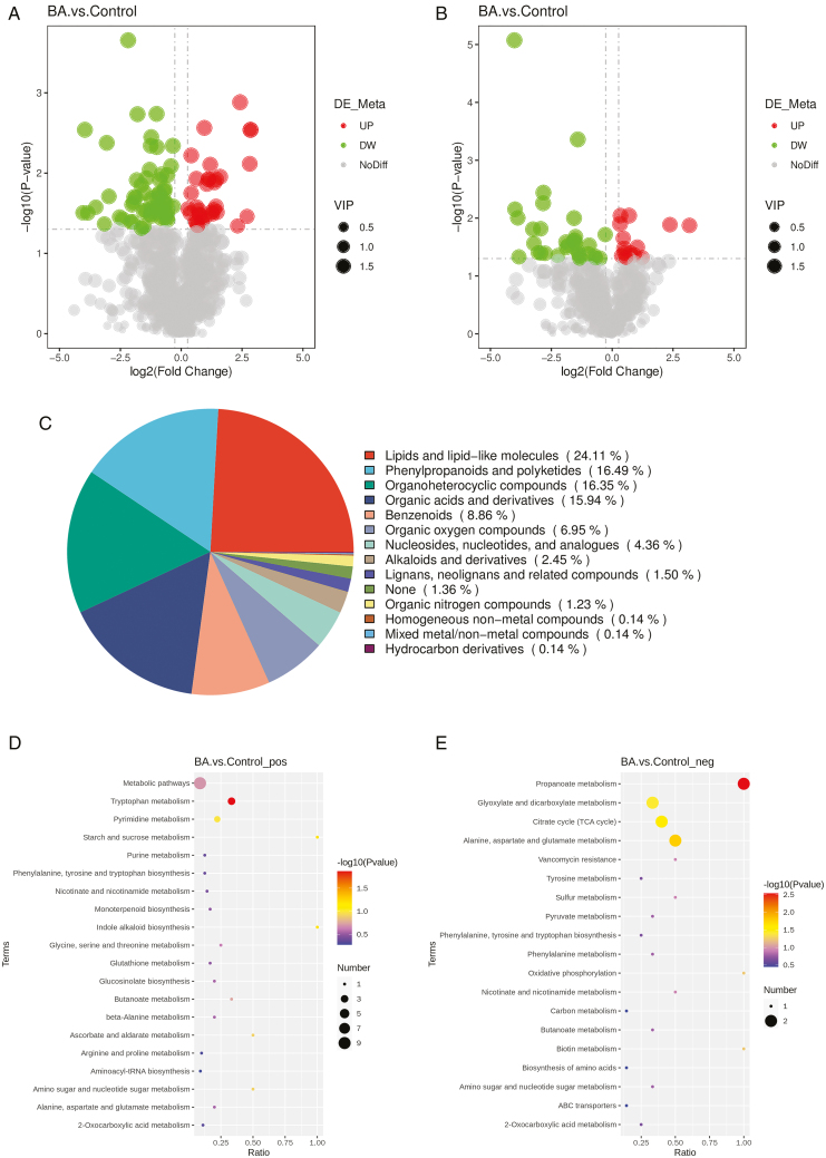 Alt Text: The grsaph shows the enrichment analysis results of differential metabolites, and phenylalanine biosynthesis is enriched in both positive and negative ion metabolic pathways.