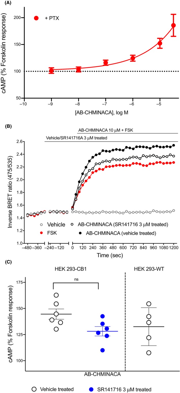 AB‐CHMINACA does not modulate cAMP levels via CB1 receptors in HEK 293 cells. A, Treatment with AB‐CHMINACA produced a concentration‐dependent increase in forskolin‐mediated cAMP production in HEK 293‐CB1 in presence of PTX. B, Traces from a representative experiment showing that AB‐CHMINACA (10 µmol L−1) induced observed stimulatory effects were only partially inhibited by SR141716A 3 µmol L−1. C, Scatter dot plot comparing AB‐CHMINACA‐mediated stimulation of forskolin (3 μmol L−1)‐induced cAMP response in presence and absence of SR141716 3 µmol L−1 in HEK 293‐CB1 cells, and the data were not significantly different. AB‐CHMINACA (10 µmol L−1) also modestly augmented forskolin‐stimulated cAMP levels in HEK‐wild‐type cells (not containing CB1 receptors). Graphs show mean ± SEM for at least five independent experiments performed in duplicate. cAMP, cyclic adenosine monophosphate; CB1, cannabinoid receptor type 1; HEK, human embryonic kidney; PTX, pertussis toxin
