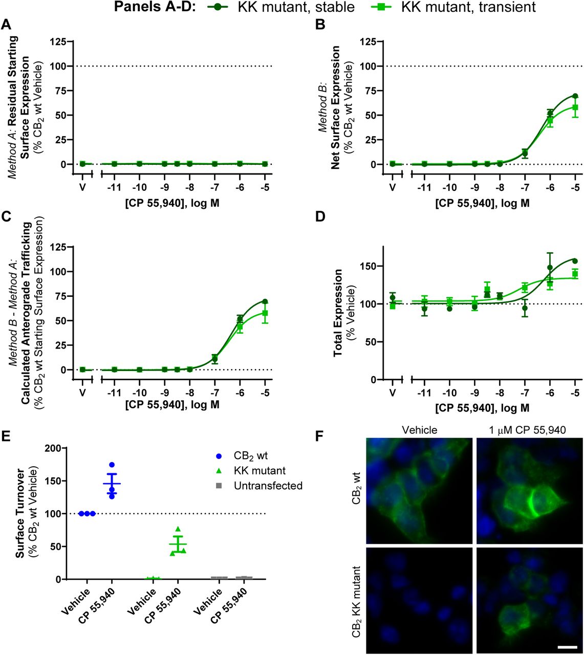 CB2 KK mutant trafficking and expression in response to CP 55,940 HEK cells stably and transiently expressing KK mutant were treated with a CP 55,940 dilution series for 3 h and were labelled to measure(A) residual starting surface expression (Method A), (B) net surface expression (Method B), or (D) total receptor expression. (C) Calculated anterograde trafficking (Method B – Method A). Data are presented as mean ± SEM from three independent experiments. (E-F) HEK cells transiently expressing CB2 wt or KK mutant were treated with vehicle or 1 μM CP 55,940 for 3 h in the continued presence of primary anti-HA to measure surface turnover. (E) Mean ± SEM from three independent experiments. (F) CB2 (anti-HA) in green, nuclei (Hoechst stain) in blue. Scale bar = 10 μM. Representative of three independent experiments.