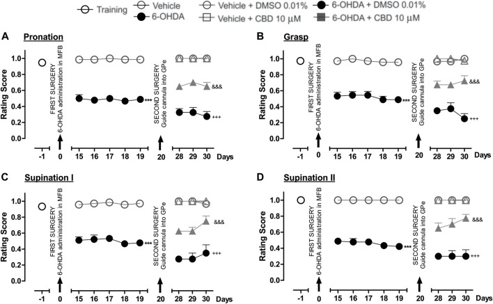 The administration of CBD in the GPe generated superior fine motor skills performance in the hemiparkinsonian rats analyzed in the staircase test. The four movement components selected to evaluate the contralateral forelimb performance for fine motor skills were as follows: (A) Pronation; (B) Grasp; (C) Supination I; and, (D) Supination II. The effect of the intrapallidal administration of CBD (10 µM) on the movement components were evaluated one day prior to the first stereotaxic surgery (from the 15th to the 19th days post-lesion) and from the 28th to the 30th days post-lesion. It is shown that 6-OHDA + CBD group performed better in terms of fine motor skills than the 6-OHDA + DMSO group. Data are represented as the mean ± SEM of the fine motors skills scores obtained. *** p < 0.001 vs. vehicle; +++ p < 0.001 vs. vehicle + DMSO 0.01%; &&& p < 0.001 vs. 6-OHDA + DMSO 0.01%; a two-way ANOVA followed by a Bonferroni post-hoc test (n = 5–7/group).
