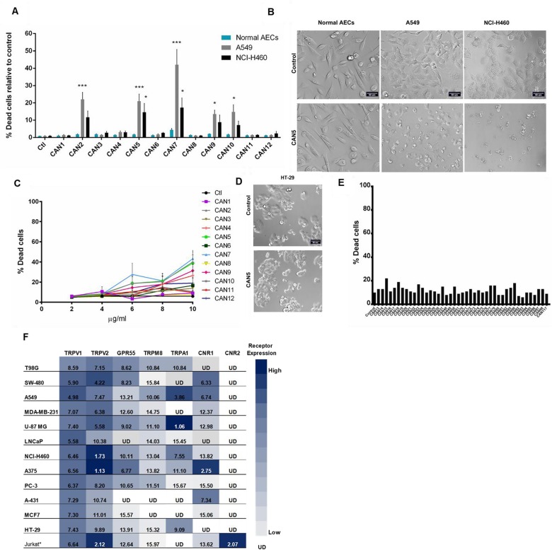 Selectivity of Cannabis extracts on the survival of human cells.(A) A549 and NCI-H460 lung carcinoma cells and normal bronchial epithelial cells (Normal AECs) were incubated with 4 µg/ml of CAN1-12 or control (ctl). Data are reported as mean ± SE of percentage of dead cells out of total cells relative to control treatment (N=3). Asterisks indicate statistical differences between cancer vs. normal AECs treated with Cannabis extracts (*P < 0.05, **P < 0.005, ***P < 0.0005; two-way ANOVA with Bonferroni's post hoc multiple comparisons test). (B, D) Representative brightfield images of normal AECs and lung carcinoma (NCI-H460, A549) (B) or HT-29 colon carcinoma (D) cell lines treated with control or CAN5. (C) Dose-response curve of HT-29 cells after 24 hours incubation with or without (control) 2-10 μg/ml of CAN1-CAN12. Data are presented as mean ± SE (N=9). (E) Screening results of 4 μg/ml of 43 different Cannabis extracts, or control on the survival of HT-29 cells (N=1). (F) Cannabimimetic receptors CNR1 (CB1), CNR2 (CB2), GPR55, TRPV1, TRPA1, TRPV2, TRPM8 mRNA levels were evaluated by qPCR. Expression levels were represented as ΔCT levels of the receptors. *Jurkat cell line was added as a control for CNR2 expression. Results are presented as mean expression of N=3 and normalized to the GUSB housekeeping gene. Values were color-coded according to the magnitude of expression. UD - Under Detectable Level. The higher the ΔCT values are the lower receptor expression.