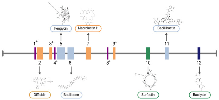Biosynthetic gene clusters (BGCs) identified in the BACIII genome and their genomic orientation, as predicted by antiSMASH v8.0.4. The asterisk (*) indicates BGCs whose predicted products show no known similarity to characterized metabolites.