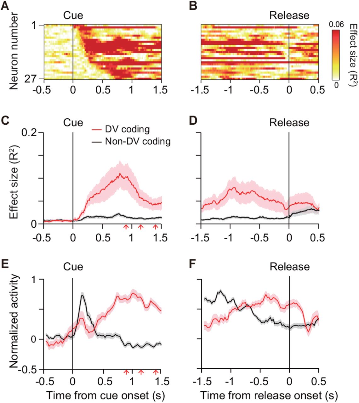 Time course of DV coding. (A-B) Time-dependent change of DV coding.Each row represents color-coded effect size (R2) of DV for a single DV coding neuron. Responses were aligned by cue onset and bar release, respectively. (C-D) Time-dependent change of effect size of DV for DV coding (red, n = 27) and non-DV coding neurons (black, n = 73) aligned by cue onset and bar release, respectively. Thick curve and shaded areas indicate mean ± sem, respectively. Arrows indicate time of go signal (first 3 of 5 with variable interval). (E-F) Time course of normalized activity for DV coding (red, n = 27) and non-DV coding neurons (black, n = 73) aligned by cue onset and bar release, respectively. Conventions are the same as C-D.