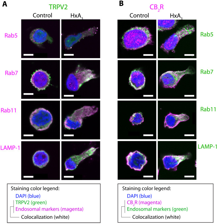 Chemoattractant-induced intracellular vesicular trafficking of TRPV2 and CB2R shows distinctive recycling paths.Representative fluorescent microscopic images (single z planes) of dHL-60 cells showing distribution of (A) TRPV2 (green) or (B) CB2R (magenta) and vesicular markers for early endosome (Rab5), late endosome (Rab7), recycling endosome (Rab11), or lysosome (LAMP-1) after 15 min of exposure to HBSS+/+ buffer (control) or 285 nM HxA3. Colocalization with endosomal markers appears white with general direction of cell migration to right/top right. Composite images use DAPI (blue) for nuclear staining. Scale bars, 5 μm.