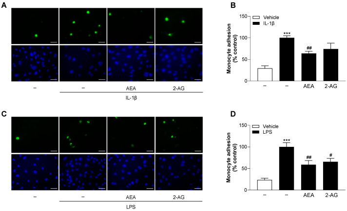 Effect of AEA and 2-AG on IL-1β- (A,B) or LPS (C,D)-induced monocyte adhesion to HCAEC. HCAEC were incubated with 10 µM AEA or 10 µM 2-AG or vehicle together with 10 ng/mL IL-1β or its vehicle for 24 h. For analysis under LPS conditions, cells were preincubated with AEA or 2-AG or vehicle 1 h prior coincubation with 1 µg/mL LPS or vehicle for 24 h. Thereafter, HCAEC were co-cultivated with calcein-AM-stained THP-1 cells for 30 min. Not adhered cells were removed by gentle washing. THP-1 cells adhering to endothelial cells (green) were detected by fluorescence microscopy. The nuclei of all cells are stained blue (Hoechst 33342), and the scale bar indicates 50 µm. Adhesion was calculated using the following formula: % adhesion = (number of calcein-AM-positive cells/number of Hoechst 33342-positive cells) × 100. IL-1β- (B) or LPS (D)-stimulated controls were defined as 100%. Data are represented as means ± SEM of n = 13 (7 independent experiments, (A,B)) or n = 11–12 (6 independent experiments, (C,D)). *** p ≤ 0.001 vs. corresponding vehicle; # p ≤ 0.05, ## p ≤ 0.01 vs. corresponding stimulated group; one-way ANOVA plus Bonferroni post hoc test.