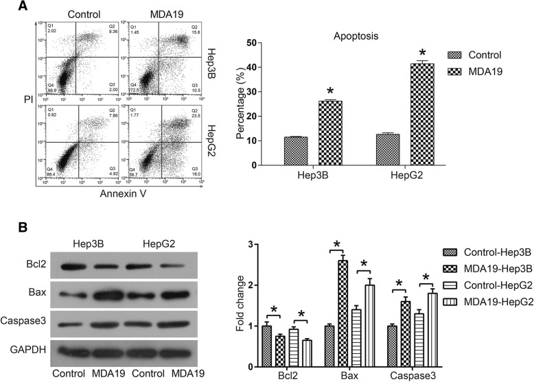 MDA19 induced apoptosis of HCC cells by activating mitochondrial-dependent apoptosis pathway. a Cell apoptosis of HCC cells treated with MDA19 (30 μM for Hep3B and 40 μM for HepG2) for 48 h was detected by a PI-AnnexinV-FITC assay and flow cytometry; The data were analyzed using FlowJo software. b Hep3B and HepG2 cells were treated with MDA19 for 48 h at 30 μM and 40 μM, respectively. Then the expression of apoptosis related proteins Bcl2, Bax and Caspase3 was detected by western blot and analyzed by Image J software. All experiments were performed at 3 times. *P < 0.05