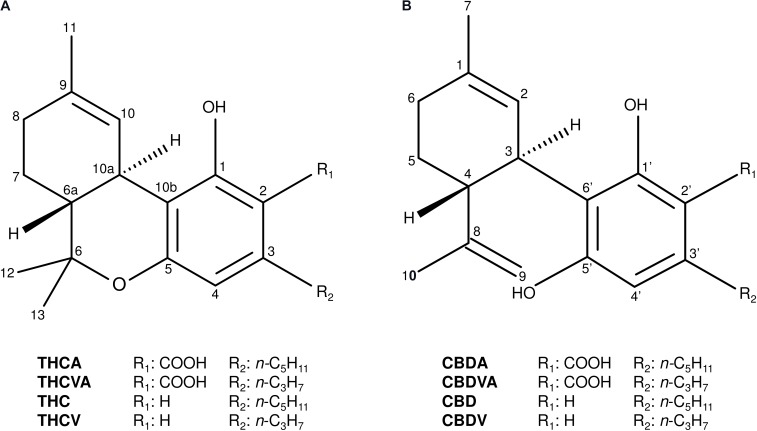 Chemical structures of the major tricyclic and dicyclic alkyl cannabinoids in Cannabis. (A) Tricyclic cannabinoids. (B) Dicyclic cannabinoids. Cannabidiol (CBD); cannabidiolic acid (CBDA); cannabidivarin (CBDV); cannabidivarinic acid (CBDVA); delta(9)-tetrahydrocannabinol (THC); delta(9)-tetrahydrocannabinolic acid (THCA); delta(9)-tetrahydrocannabivarin (THCV); and delta(9)-tetrahydrocannabivarinic acid (THCVA).