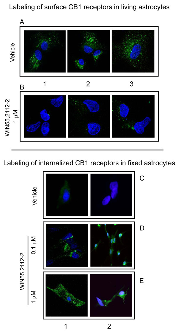 WIN55,212-2 promotes internalization of CB1Rs in cultured astrocytes. Labeling of surface CB1Rs in living astrocytes: astrocytes were incubated with WIN55,212-2 for 1 h, then CB1R antibodies (1:500) labeled with Alexa-488 were added to the cultures for 30 min. The antibodies were washed out and the tissue was fixed. The CB1R was labeled by antibodies targeting the first external loop (1L) or the N-terminus (Nt). Anti-CB1R Nt was used in A1, B1, A3, and B3; anti-CB1R 1EL was used in A2 and B2. Green = CB1R, blue = DAPI; magnification = 60×. Labeling of internalized CB1Rs in fixed astrocytes: astrocytes were first incubated with WIN55,212-2 for 1 h. Afterwards they were fixed and incubated with a solution containing 0.1% Triton X100. The CB1R antisera were added in this solution and incubated for 2 h. Anti-CB1R Nt was used in C1, D1, and E1; anti-CB1R 1EL was used in C2, D2, and E2. Details in Methods and Results.