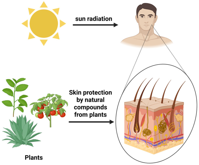 Natural bioactive compounds in photoaging prevention and treatment.