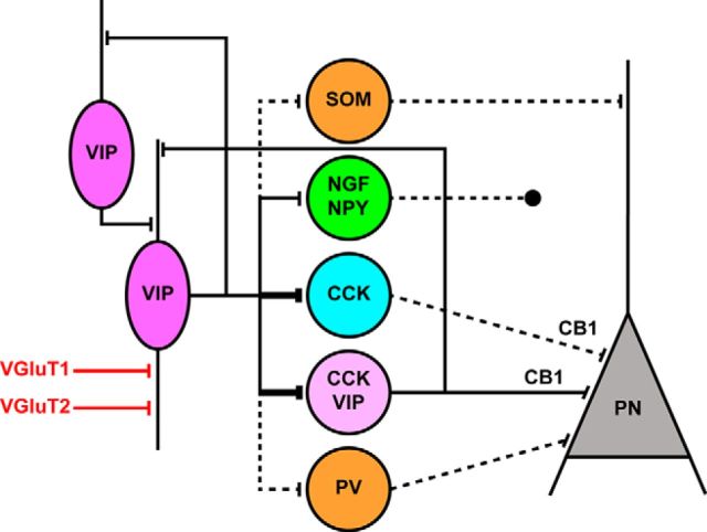 Schematic representation of VIP+ IN connectivity in the mouse BLA. Putative VIP+ IS-INs (magenta) primarily contact other IN subtypes: CCK+/CB1+ basket cells (cyan; comprising CCK+/CB1+/VIP+, light magenta), neurogliaform cells (NGF/NPY; green), and other IS-INs (VIP; magenta), in addition to SOM and PV (orange; Krabbe et al., 2016), which in turn innervate principal neurons (PN) at different plasma membrane domains. Therefore, VIP+ INs are in an ideal position to provide feedforward inhibition to these different INs and facilitate disinhibition of the entire somatodendritic domain of principal cells. An exception is represented by the neurogliaform cells (NGF/NPY) that do not form synapses (axon ending in a circle distant from the PN) onto principal neuron dendrites, but contribute to their inhibition via volume transmission (Mańko et al., 2012). CCK+/CB1+/VIP+ have reciprocal connections with VIP+ IS-INs. VIP+ IS-INs receive putative glutamatergic cortical (VGluT1) and subcortical (thalamic and hypothalamic) inputs (VGluT2). Black lines indicate GABAergic inputs and thicker black lines represent higher strength of innervation. Dashed black lines indicate connectivity reported in studies other than the present one. Red lines indicate glutamatergic inputs.