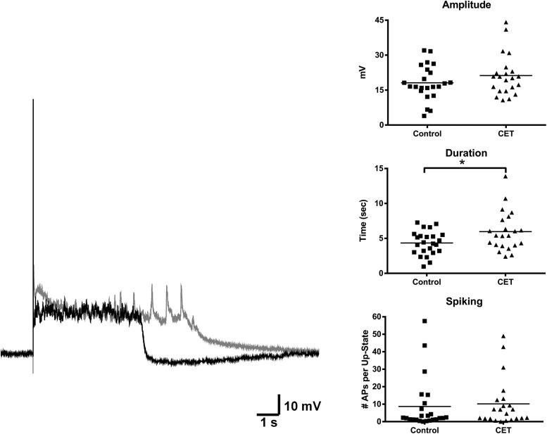 Up-state duration is increased in cultures after withdrawal from chronic treatment with 44 mM EtOH. Example traces: black trace is a representative example of an up-state from a control treated culture and gray trace is an example from a chronic EtOH culture. Graphs show summary data of baseline measures of up-state parameters in control and CET culture (N = 23–26). Horizontal lines represent group means. Asterisks represent significant group differences (p < 0.05).