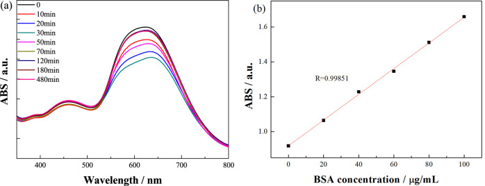 Absorption spectra of the unadsorbed BSA solution (a) according to the standard curve (b).