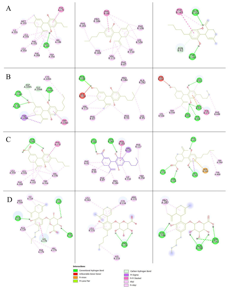 Principal interactions of (A) CBD, (B) 7-OH-CBD, (C) 7-COOH-CBD, and (D) CBD-G of the highest energy against the CB1 receptor (left), CB2 receptor (middle), and β-glucuronidase (right).