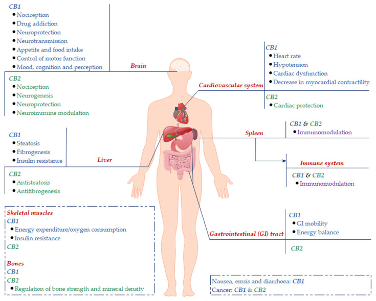 Major localization of CB1 and CB2 and their associated physiology in the human body. CB1: the majority of CB1 was found to be expressed in the brain, where it modulates various neurological activities. CB1 is located in the peripheral tissues, and, although to a lesser extent, also participates in the modulations of local tissue functions. CB2: the predominant expression of CB2 was revealed to be in the immune system (such as the spleen), where it exhibits the effects of immune modulation, and other peripheral tissues.