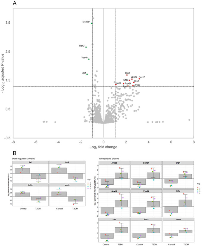 Protein expression profile of T2DM mice as compared with the control. (A) Volcano plot of differential proteins (P > .05). The horizontal axis represents Log2 fold-change, the vertical axis represents –Log10 adjusted P value, and values closer to the center represents smaller differences. Upregulated and downregulated differential proteins are shown in red and green, respectively. (B) Expression levels of downregulated and upregulated proteins which were obtained from proteomic analysis.