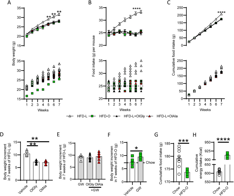 OlGly and OlAla counteract the obesogenic effect of a HFD diet rich in lard.A Body weight changes following 7 weeks of HFD-L or HFD-O, and following OlGly (50 mg/Kg) or OlAla (50 mg/Kg) treatment of HFD-L mice.**p < 0.01, one-way ANOVA and Bonferroni post hoc, the graphs show the mean + SEM (upper graph) and the individual data points (lower graph). B Effect of OlGly (50 mg/Kg) or OlAla (50 mg/Kg) treatment on mice fed with HFD-L and effect of HFD-O on food intake per week. ****p < 0.0001, one-way ANOVA and Bonferroni post hoc, the graphs show the mean + SEM (upper graph) and the individual data points (lower graph). C Effect of OlGly (50 mg/Kg) or OlAla (50 mg/Kg) treatment on mice fed with HFD-L and effect of HFD-O on cumulative food intake. ****p < 0.0001, one-way ANOVA and Bonferroni post hoc, the graphs show the mean + SEM (upper graph) and the individual data points (lower graph). D Weight increment after 7 weeks of HFD-L in the vehicle, OlGly and OlAla treated mice; n = 6 mice per group, **p < 0.01, one-way ANOVA and Bonferroni post hoc. E Weight increment after 7 weeks in GW(2 mg/kg), GW + OlGly and GW + OlAla treated mice. F Weight increment after 7 weeks of HFD-O in the vehicle and GW (2 mg/kg) treated mice; n = 6 mice per group, *p < 0.05, Unpaired t-test with Welch’s correction. STD line indicates the mean of the weight increment in mice under standard diet (STD) (G) Cumulative food intake (g) in mice under chow diet and HFD-O; n = 12 chow, n = 6 HFD-O ***p < 0.001, Unpaired t-test with Welch’s correction. H Cumulative energy intake (Kcal) in mice under chow diet and HFD-O; n = 12 chow, n = 6 HFD-O ****p < 0.0001, Unpaired t-test with Welch’s correction.