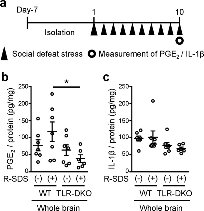 TLR2/4 are crucial for repeated social defeat stress-induced PGE2 synthesis in the brain. (a) Schedule of experiments in this study. After social isolation for 1 week, a male wild-type or TLR-DKO mouse was subjected to SDS through an encounter with an ICR aggressor mouse for 10 min daily for 10 consecutive days (Day 10). The measurement of PGE2 and IL-1β was performed immediately after the last SDS exposure on Day 10. (b,c) The contents of PGE2 (b) and IL-1β (c) in whole brains of wild-type (WT) and TLR2/4 double knockout (TLR-DKO) mice treated with or without repeated SDS (R-SDS). The contents of PGE2 and IL-1β were normalized to the protein concentrations. *P < 0.05 for Bonferroni’s multiple comparisons test. Data are shown as means ± SEM.