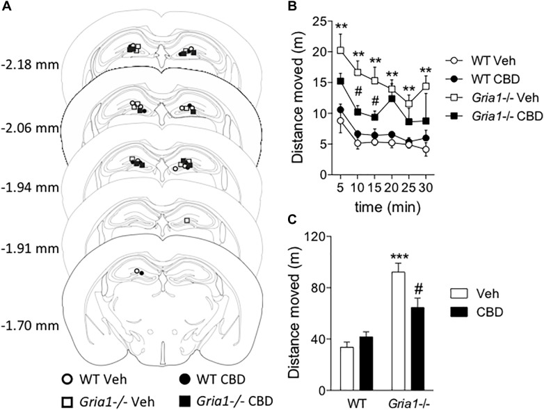 Intrahippocampal infusion of cannabidiol decreases novelty-induced hyperlocomotion of Gria1-/- mice. Animals were given an infusion with vehicle or cannabidiol (5 μg/side) followed by recording of distance moved for 30 min. (A) Injector tip placements within the dorsal hippocampus for all experimental groups. The brain images were modified with permission from Paxinos and Franklin (2001). (B) Distance traveled in a novel environment in 5-min periods. (C) Total distance traveled during 30-min trials. ∗∗P < 0.01 and ∗∗∗P < 0.001 for the significances of the differences between the genotypes after vehicle; #P < 0.05 between vehicle and CBD within the same genotype (Bonferroni post-test). N = 10 for both genotypes. Veh, vehicle; CBD, cannabidiol.