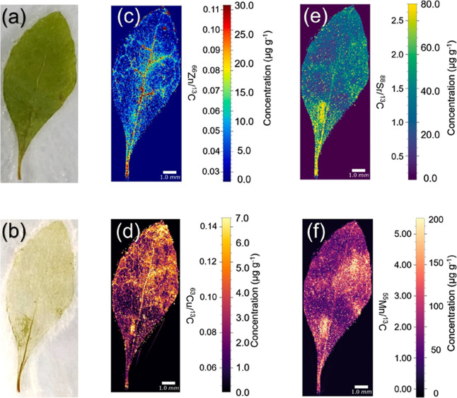 Typical images of elemental distribution in Triteleia peduncularis leaf (a) before and (b) after laser ablation; quantitative images of (c) Zn, (d) Cu, (e) Sr, and (f) Mn using 13C as an internal standard (photograph courtesy of Anal. Chim. Acta ref ).