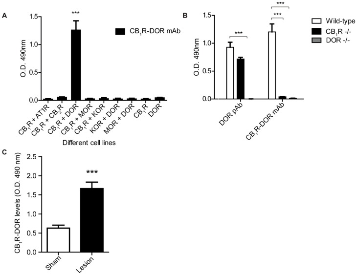 CB1R-DOR antibody specificity and increases in CB1R-DOR levels during neuropathic pain. A, ELISA for mouse monoclonal CB1R-DOR antibody using the following cell lines: 1) HEK cells expressing the following receptor combinations: DOR, KOR+DOR, or MOR+DOR; 2) N2A cells (which endogenously express CB1R) alone or co-expressing the following receptors: AT1R, CB2R, DOR, MOR, or KOR. Data represent Mean ± SEM (n = 3 independent experiments in triplicate). Statistically significant differences between sham and lesion groups are indicated ***, p<0.001 (t-test). B, ELISA for rat polyclonal DOR, and mouse monoclonal CB1R-DOR antibodies in cortical membranes from wild type, CB1R −/−, and DOR −/− animals. Data represent Mean ± SEM (n = 3 animals/group). Statistically significant differences between wild type and −/− groups are indicated ***, p<0.001 (t-test). C, ELISA for CB1R-DOR in cortical membranes from sham and lesioned animals. Data represent Mean ± SEM (n = 4 animals/group). Statistically significant differences between sham and lesion groups are indicated ***, p<0.001 (t-test).