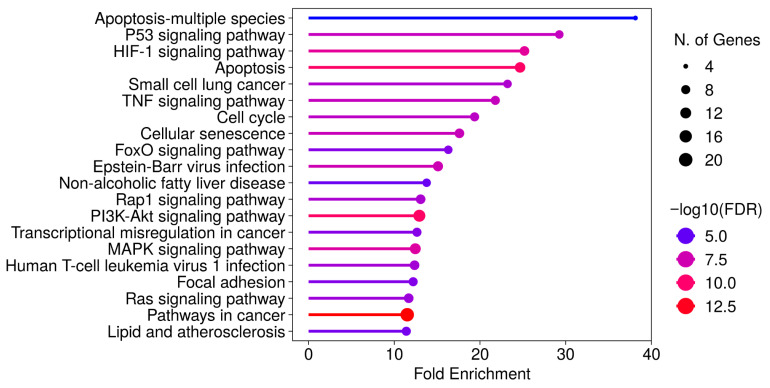 KEGG pathway enrichment analysis of differentially expressed genes in MCF-7 cells after CBD treatment. Pathway enrichment was conducted using the ShinyGO platform. Pathways were selected based on false discovery rate (FDR) values and ranked according to fold enrichment scores. (Accessed 30 June 2025.)
