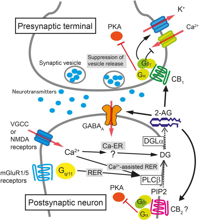 Schematic illustration of molecular mechanisms for endocannabinoid-mediated retrograde suppression of synaptic transmission. When intracellular Ca2+ concentration is elevated after the activation of voltage-gated Ca2+ channels (VGCC) or NMDA receptors, 2-AG is produced by diacylglycerol lipase α (DGLα) and released from postsynaptic neurons (Ca2+-driven endocannabinoid release; Ca-ER). The enzyme producing diacylglycerol (DG) in response to Ca2+ elevation has not been identified yet. When PLCβ is stimulated by the activation of mGluR1/5 or other Gq/11-coupled receptors, DG is produced from phosphatidylinositol 4,5-bisphosphate (PIP2), DG is then converted to 2-AG by DGLα, and 2-AG is released from postsynaptic neurons (Receptor-driven endocannabinoid release; RER). When the activation of Gq/11-coupled receptors and the elevation of intracellular Ca2+ concentration occur concurrently, the production of 2-AG is accelerated through PLCβ-dependent pathway (Ca2+-assisted receptor-driven endocannabinoid release; Ca2+-assisted RER). 2-AG released from postsynaptic neurons activates presynaptic CB1 receptors. 2-AG also activates CB2 receptors and is reported to potentiate agonist-mediated GABAA receptor activation postsynaptically. Activation of CB1 receptor induces transient suppression of transmitter release through inhibition of VGCC and activation of K+ channels through Gβγ protein. Gα is responsible for the long-term suppression of transmitter release through inhibition of protein kinase A (PKA) signaling.