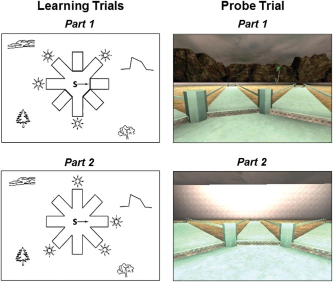 Schematic drawings and first person views of the four on eight virtual maze (4/8VM) learning trials (left) and probe trial (right). The 4/8VM is an eight-arm radial maze that is surrounded by both distal and proximal landmarks: two trees, mountains, and a sunset. Parts 1 and 2 administered during the learning trials are situated in the environment depicted in the top right picture. The top left diagram shows a top view of part 1 of the learning trials, where four arms are blocked and four arms are open. Bottom left diagram shows a top view of part 2 of the learning trials, where all arms are open. Part 1 of the probe trial is the same as part 1 of the learning trials. In part 2 of the probe, all landmarks are removed and a wall is raised around the environment, as depicted in the bottom left picture.