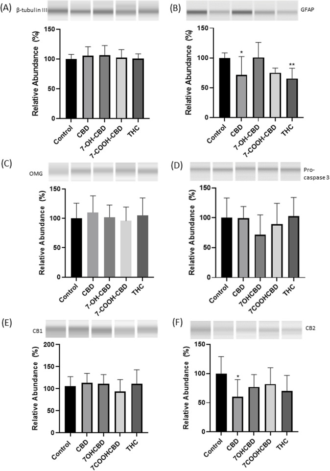Western blots of β-tubulin III, GFAP, OMG, pro-caspase 3, CB1 and CB2 receptors in differentiated cells. No significant changes in the expression of β-tubulin III (A), OMG (C), pro-caspase 3 (D) or CB1 receptor (E). GFAP expression was lower in CBD and THC exposed groups (B). CB2 receptors expression was reduced in CBD exposed group (F). *P < 0.05; **P < 0.01; n = 3–5. The experiment was repeated at least three times independently.