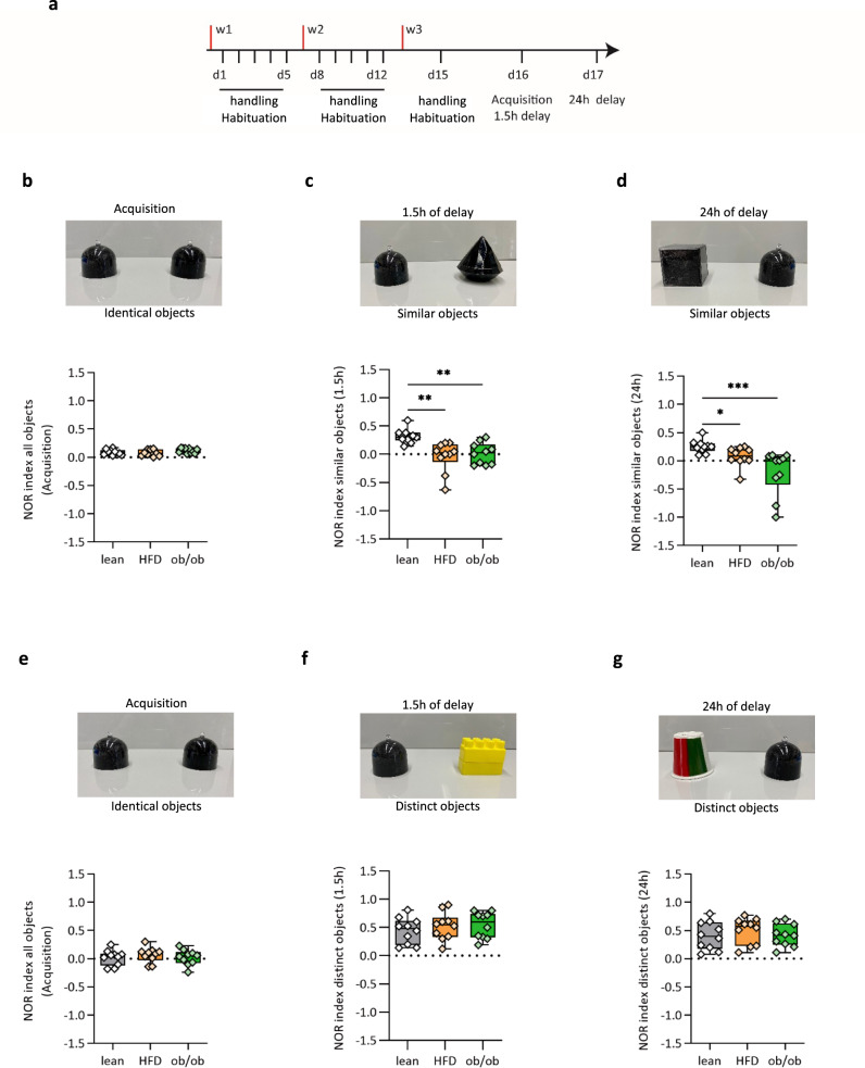 Obesity impairs pattern separation in the NOR test.a Representative scheme and timeline of the novel object recognition test in lean, HFD, and ob/ob mice; n = 10 per group. b NOR in lean, HFD, and ob/ob mice calculated during the habituation phase; n = 10 per group. c Short-term retention phase using similar objects; NOR in lean, HFD, and ob/ob mice calculated after 1.5 h, NOR = −0.04 ± 0.08 and 0.01 ± 0.05 in HFD and ob/ob respectively compared to lean mice with a NOR = 0.31; n = 10 per group, Kruskal−Wallis test and post hoc Dunn’s test, **p < 0.01, Kruskal−Wallis statistic = 15.07. d Long-term retention phase. NOR in lean (gray), HFD (orange), and ob/ob (green) mice calculated after 24 h, NOR 0.25 ± 0.03 in lean NOR = 0.07 ± 0.05 in HFD and NOR = −0.20 ± 0.08, 0.1 in ob/ob; n = 10 mice per group. Kruskal−Wallis test and post hoc Dunn’s test, *p < 0.05 and ***p < 0.001, Kruskal−Wallis statistic = 16.54. e−g Short-term retention phase using distinct objects; NOR in lean, HFD, and ob/ob mice calculated in habituation phase after 1.5 and 24 h for the long-term retention phase, respectively; n = 10 per group. The box plots elements are: center line, median (Q2); square symbol, mean; box limits, 25th (Q1)−75th (Q3) percentiles; whisker length is determined by the outermost data points. Source data are provided as a Source Data file.