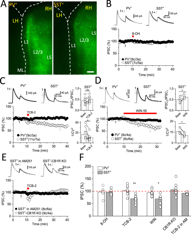 GABA release from SST+ interneurons is selectively depressed by 5-HT2AR and CB1R activation.A Fluorescent confocal images showing conditional expression of ChR2-YFP construct in PV+- (Left) and SST+-INs (Right) in the mPFC. Viral infection was performed only in the right hemisphere (RH), while the left hemisphere (LH) was not infected (used as a positive control). ML: midline, L1: layer 1, L2/3: layer 2/ 3, and L5: layer 5. Scale bar: 200 μm. B Representative traces (top) and summarized plot (bottom) showing that optogenetic activation of GABA release from PV+- (PV+-IPSC; black dots) or SST+-IPSC (open dots) was unaffected by bath application of 5-HT1AR agonist 8-OH DPAT (8-OH, 3 µM). C Activation of 5-HT2AR with TCB-2 (3 µM) significantly reduces SST+-IPSCs (open dots) but have no effect on PV+-IPSCs (black dots). Note that TCB-2-induced depression was associated with changes in PPR and 1/CV2. D SST+-IPSCs (open dots) but not PV+-IPSCs (black dots) were also reduced by bath application of the CB1R agonist WIN 55,212 (WIN, 5 µM), an effect that was accompanied by changes in PPR and 1/CV2. E TCB-2-induced depression of SST+-IPSCs was eliminated in slices pre-incubated with the CB1R inverse agonist AM251 (4 µM; black dots) and in slices from selective SST+-CB1R knock-out cells (SST+-CB1R KO, open dots). F Summary plot showing the effect of all pharmacological manipulations with respect to basal inhibitory from PV+ (open bar) or SST+ (dashed bar). In all panels, data are presented as mean ± SEM, and the number of cells (c) and animals (a) are indicated in parentheses. *P < 0.05, **P < 0.01.