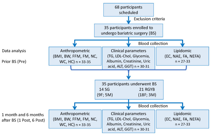 Study design and experimental procedure. Discrepancy in number of subjects, n, in data analysis are due to the limited sample amount available and/or their loss during the analysis procedure. Body mass index (BMI), free fat mass (FFM), fat mass (FM), neck (NC), waist (WC), hip (HC) circumferences, triglycerides (TG), LDL-cholesterol (LDL-Chol), alanine aminotransferase (ALT), gamma-glutamyl transferase (GGT), endocannabinoids (EC), N-acylethanolamine (NAE) non-esterified fatty acids (NEFA), fatty acids (FA).